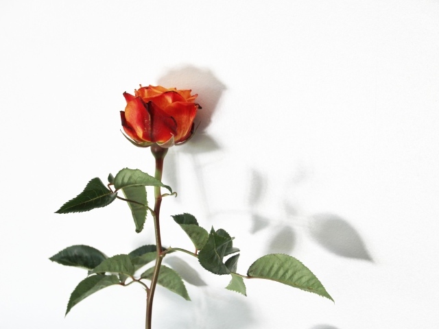 Цветок оранжевой розы на белом фоне