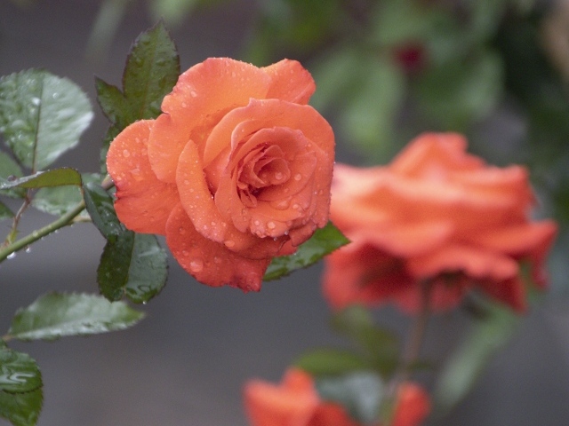 Оранжевая роза в каплях росы крупным планом