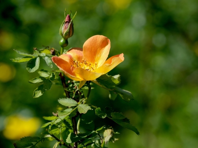 Оранжевый цветок шиповника с бутоном  крупным планом