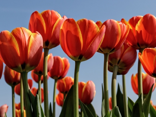 Оранжевые тюльпаны на фоне голубого неба