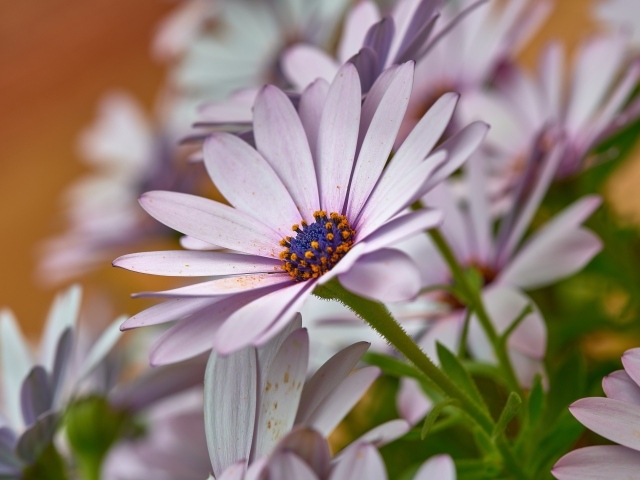 Цветы остеоспермум крупным планом
