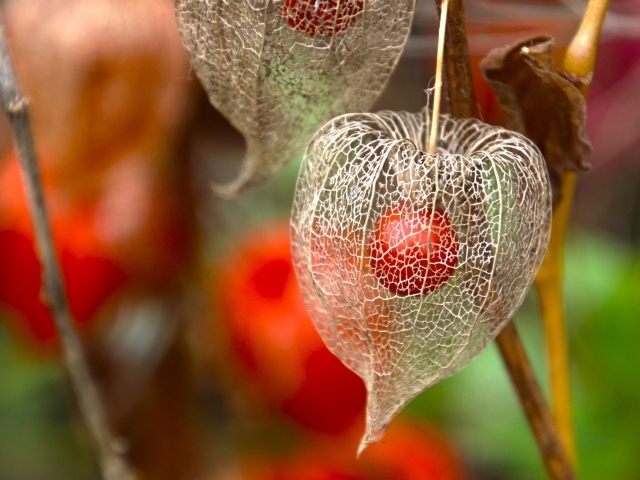 Цветок физалиса с ягодой внутри
