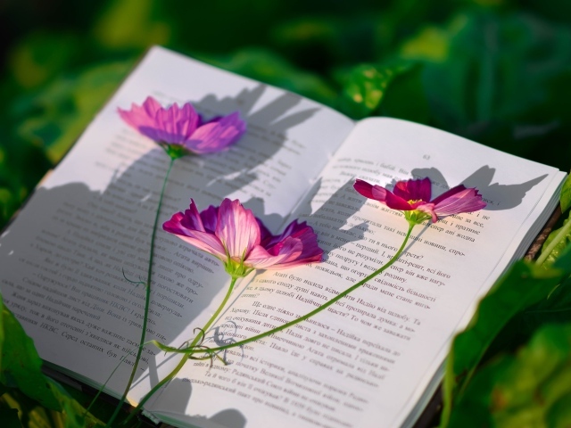 Сорванные цветы космеи лежат на книге