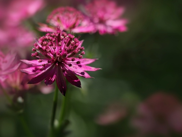 Розовый цветок Астранция крупным планом