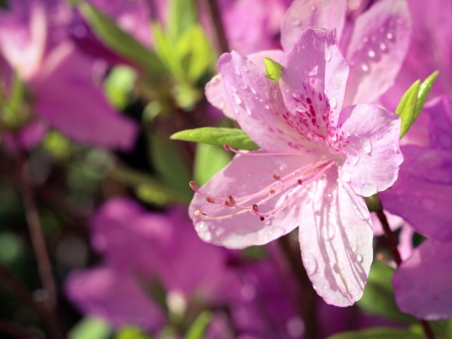 Розовые цветы Рододендрон в каплях росы