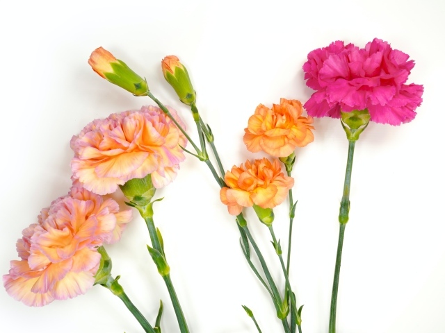 Розовые и оранжевые гвоздики на белом фоне