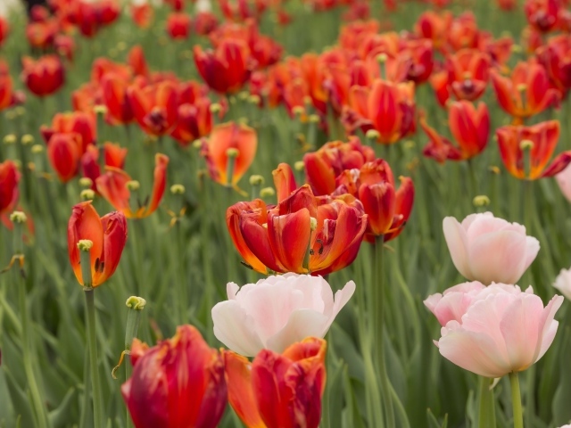 Розовые и красные тюльпаны на клумбе