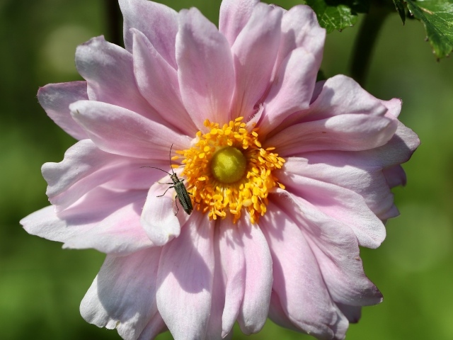 Розовый цветок анемона с жуком
