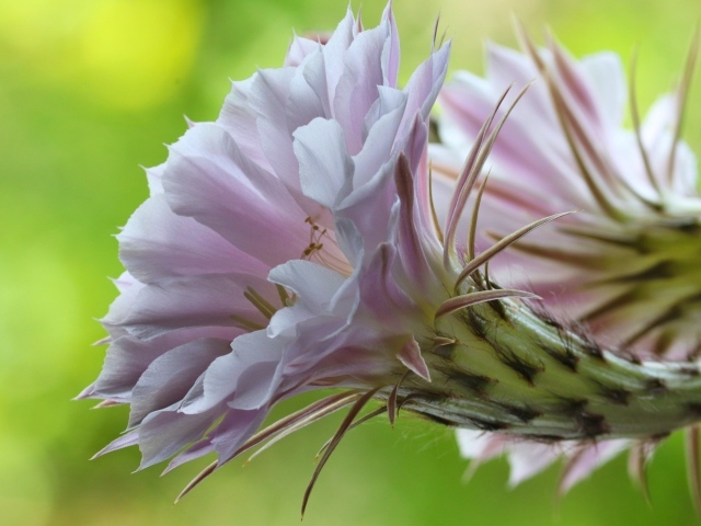 Розовый красивый цветок кактуса эхинопсис