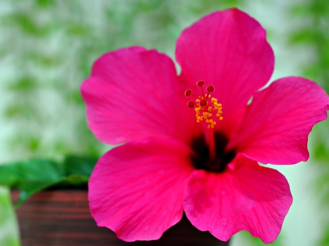 Розовый яркий цветок гибискуса крупным планом