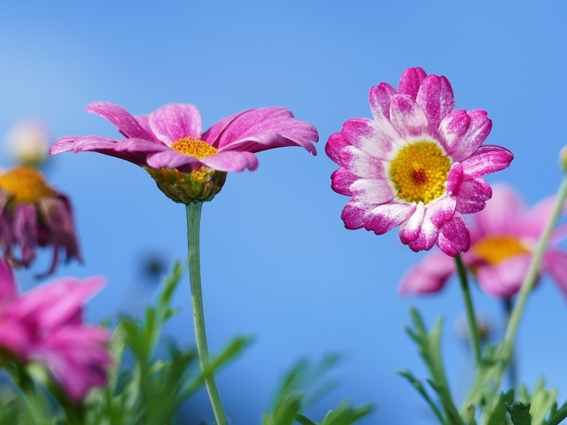 Розовые хризантемы на фоне голубого неба