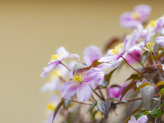 Розовые цветы клематиса на ветке