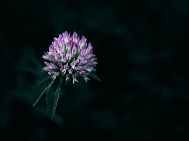 Розовый цветок клевера крупным планом