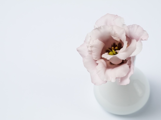 Розовый цветок эустомы в вазе на сером фоне