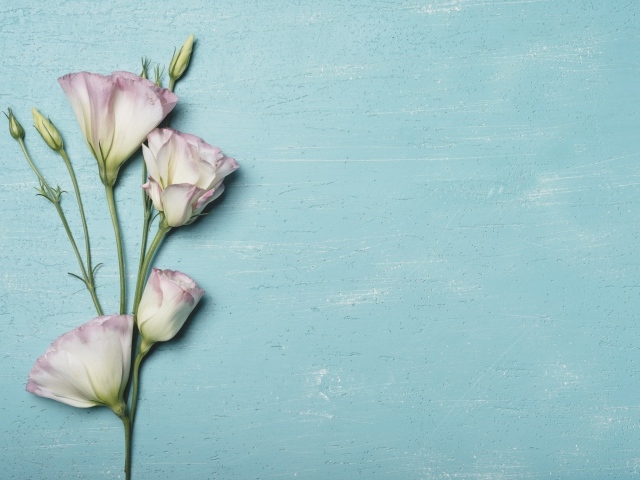 Розовый цветок эустомы на голубом столе