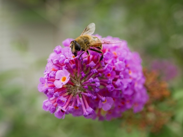 Розовый цветок с пчелой крупным планом