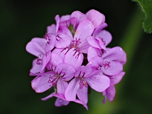 Розовые цветы в каплях росы крупным планом