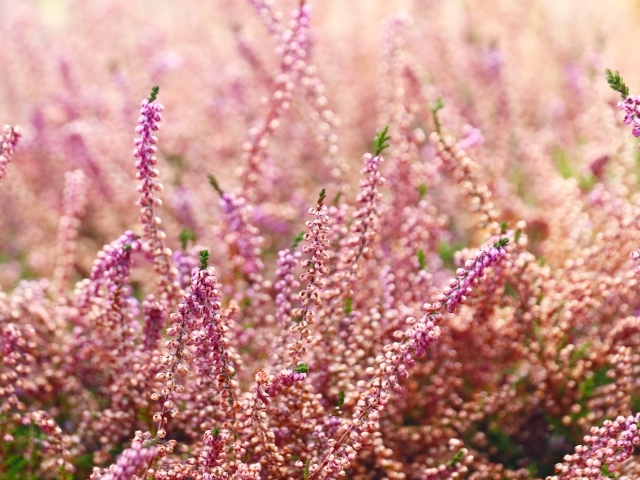 Розовые цветы полевого вереска