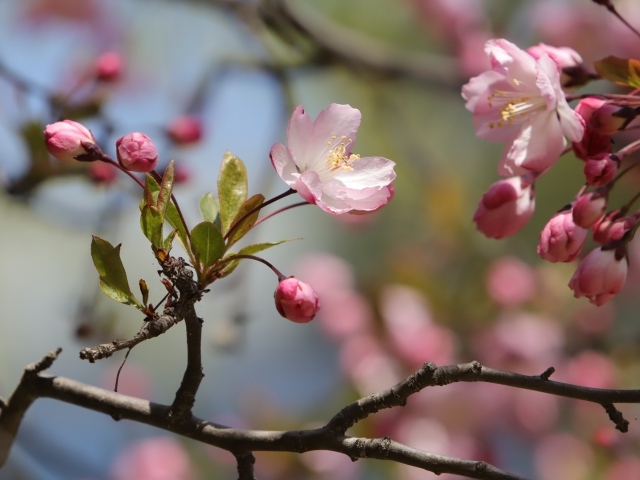 Розовые цветы на ожившем весеннем дереве