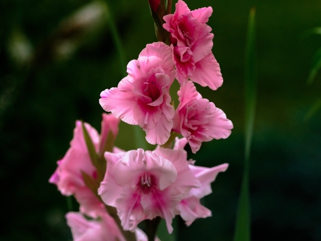 Розовые цветы гладиолуса крупным планом