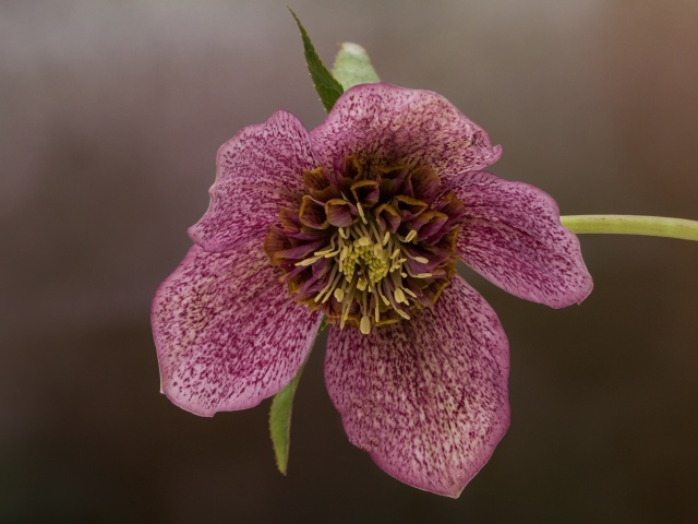 Розовый цветок морозника крупным планом