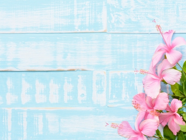 Розовые цветы гибискуса на голубом фоне