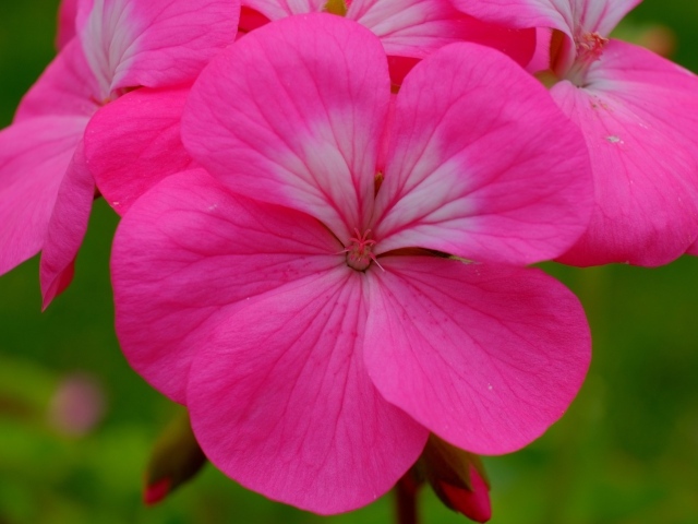 Розовые комнатные цветы пеларгония