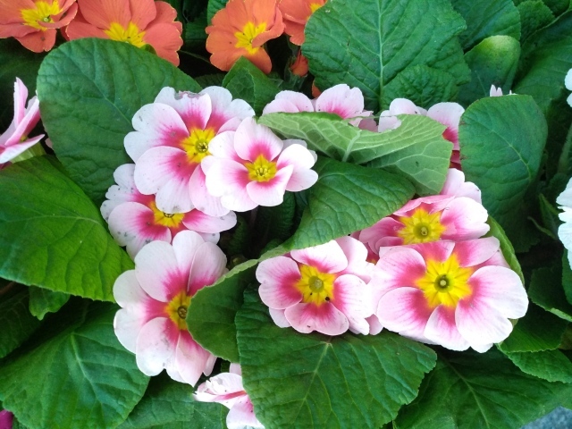 Розовый комнатный цветок примула с зелеными листьями