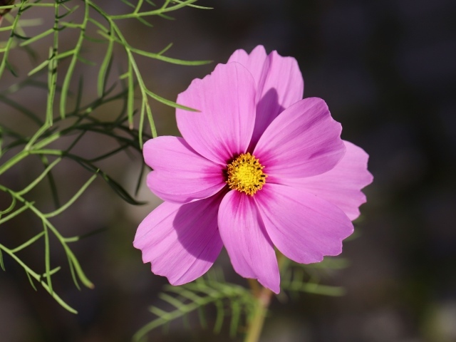 Розовый цветок космея крупным планом