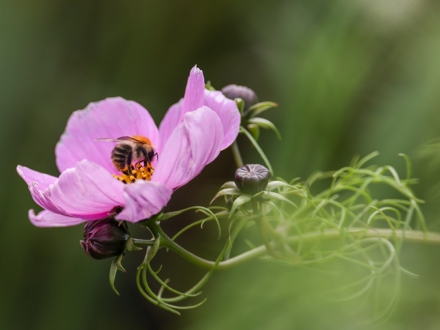 Розовый цветок космея с пчелой