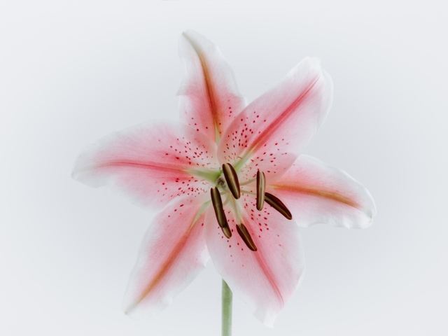 Розовый крупный цветок лилии на сером фоне