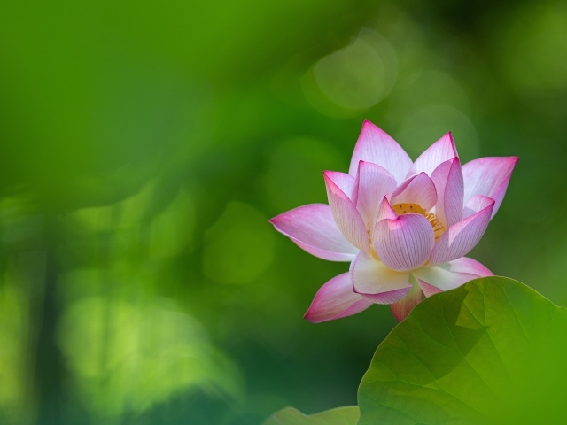 Розовый цветок лотоса на зеленом фоне