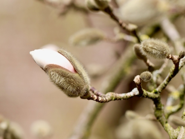 Розовый цветок магнолии распускается на ветке