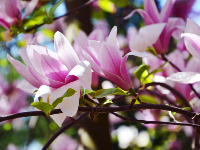 Розовые цветы магнолии на ветках в саду