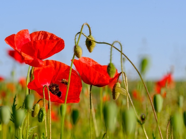 Розовые маки в поле под голубым небом