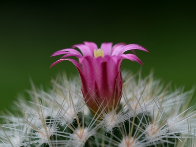 Розовый цветок колючего кактуса крупным планом