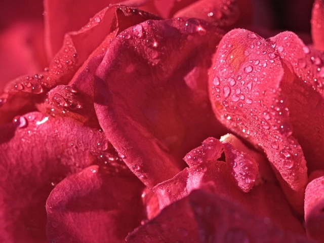 Розовые лепестки розы в каплях росы