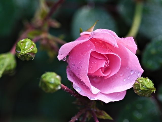 Розовая роза с бутонами в каплях росы