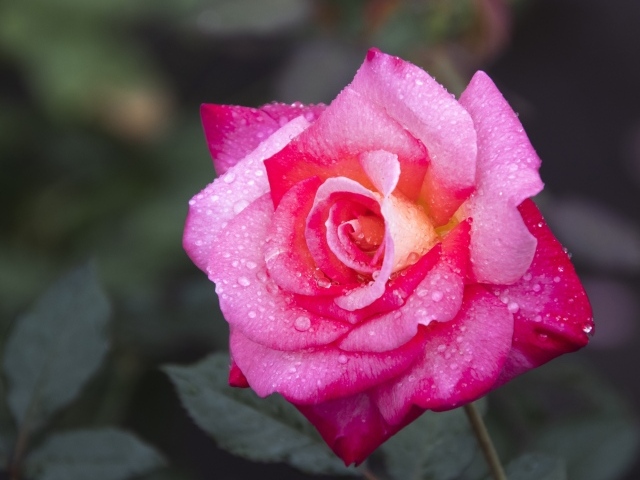 Розовая роза с крупным цветком в каплях росы