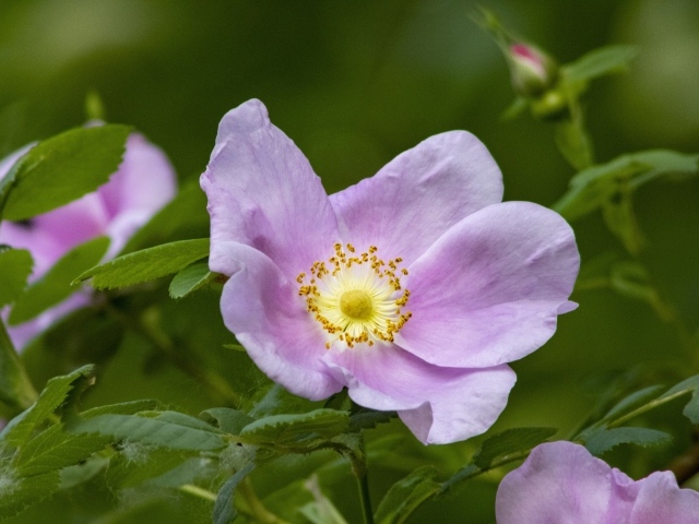 Розовые цветы шиповника с зелеными листьями