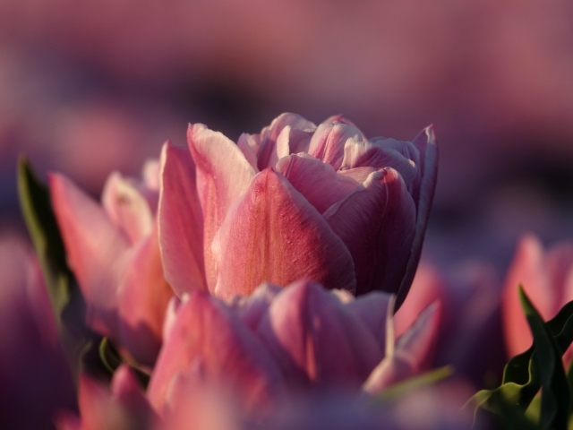 Розовые тюльпаны на клумбе в лучах солнца