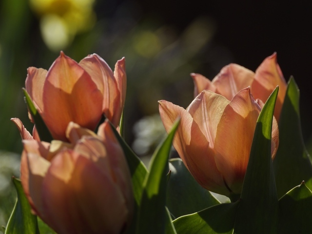 Розовые тюльпаны в лучах солнца на клумбе