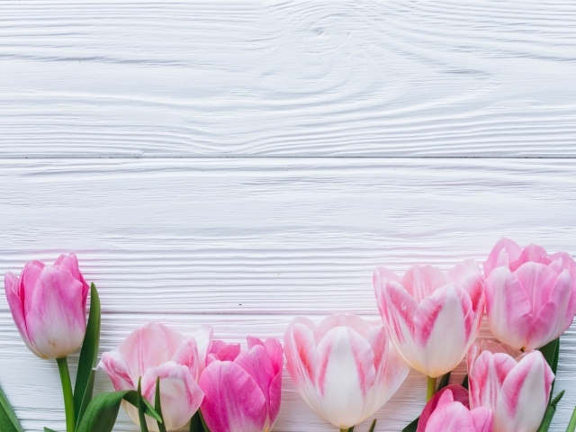 Розовые тюльпаны на белом деревянном фоне