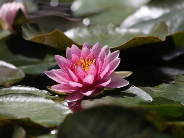 Розовая водяная лилия в зелеными листьями в пруду 