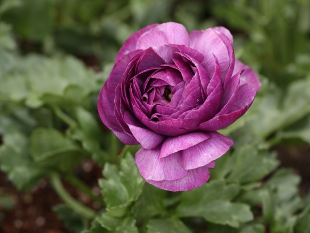 Фиолетовый цветок лютика крупным планом