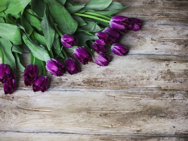 Фиолетовые тюльпаны на деревянном фоне