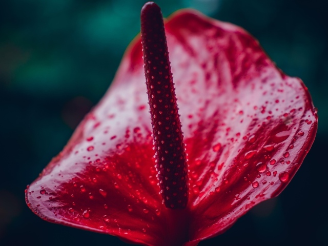 Красный цветок антуриум крупным планом