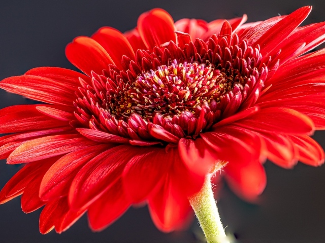 Красный красивый цветок герберы крупным планом