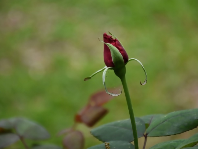 Красный бутон распускающейся розы с зелеными листьями
