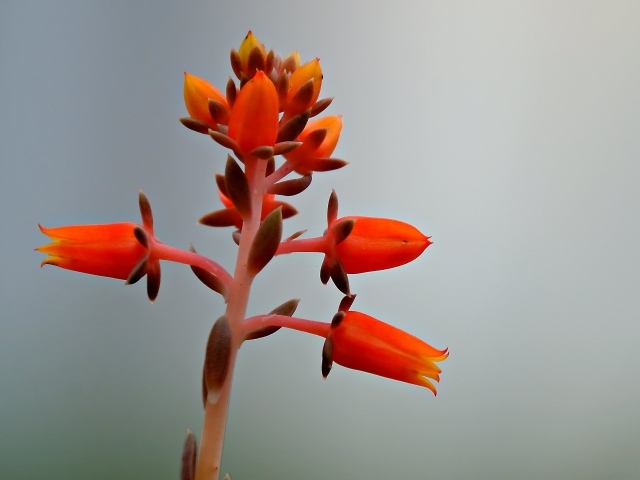 Красный цветок на сером фоне 